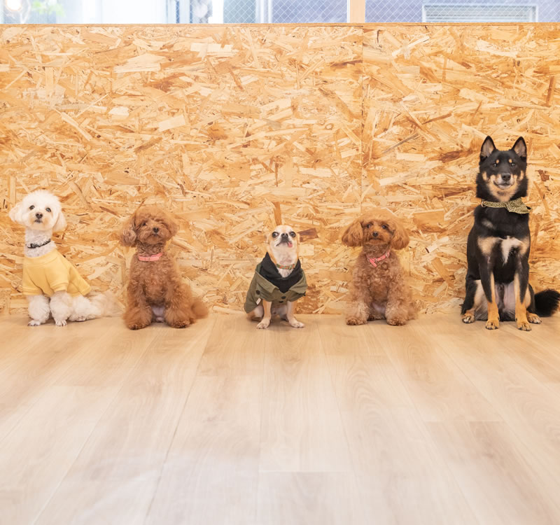 大阪市北区のドッグトレーナー トリミングのfreewan フリーワン