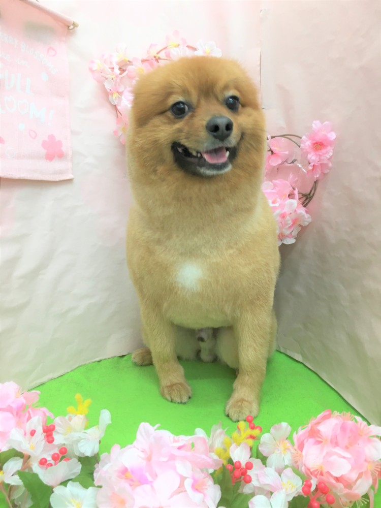 トリミング 肩こり ブログ Freewan フリーワン 犬のしつけ 美容