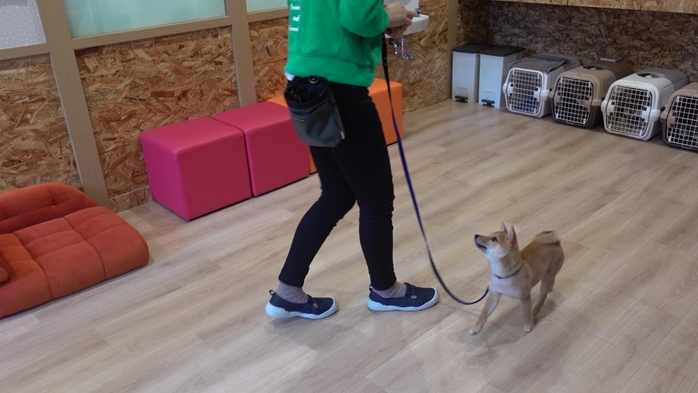 愛犬とのアイコンタクト 大阪市北区店 ブログ Freewan フリーワン 犬のしつけ 美容 愛犬とのアイコンタクト 大阪市北区店 ブログ Freewan フリーワン 犬のしつけ 美容