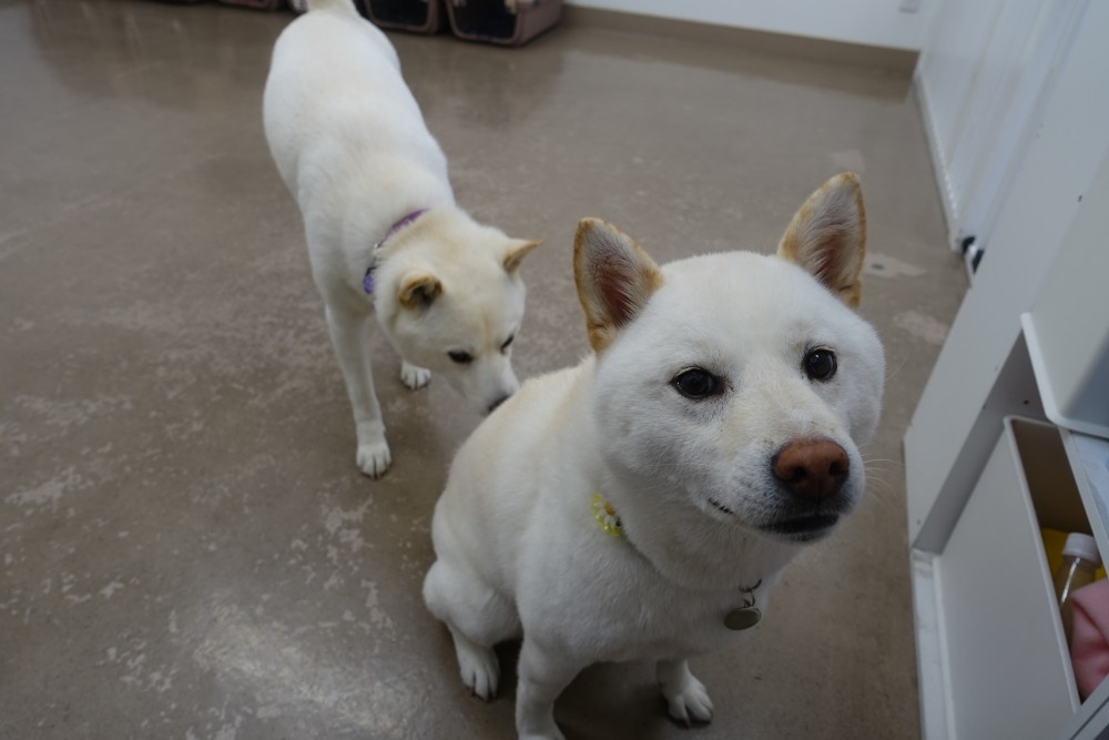 おすわり特集 八尾本店 ブログ Freewan フリーワン 犬のしつけ 美容