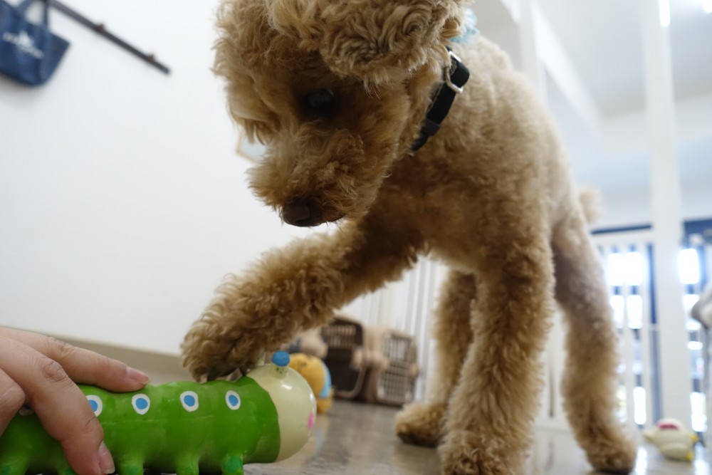 おもちゃで遊ぶ 八尾本店 ブログ Freewan フリーワン 犬のしつけ 美容