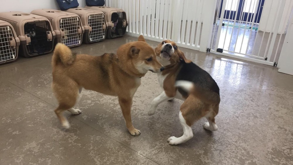 犬のコミュニケーション 八尾本店 ブログ Freewan フリーワン 犬のしつけ 美容 犬のコミュニケーション 八尾本店 ブログ Freewan フリーワン 犬のしつけ 美容